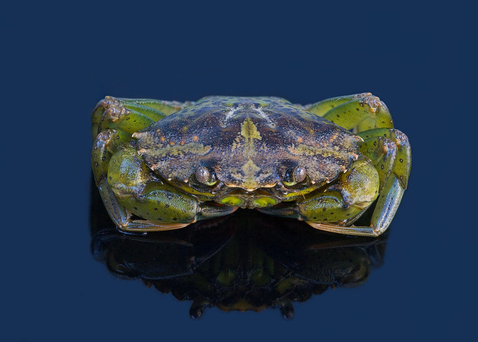 Frozen Green Crabs