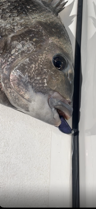 Kohr's Outdoors Tog/Sheep Jig