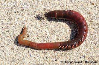 Lug Worms