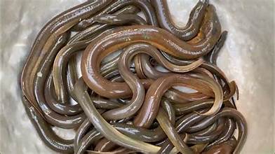 Eel salted 5lb bag
