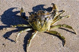 Frozen Green Crabs