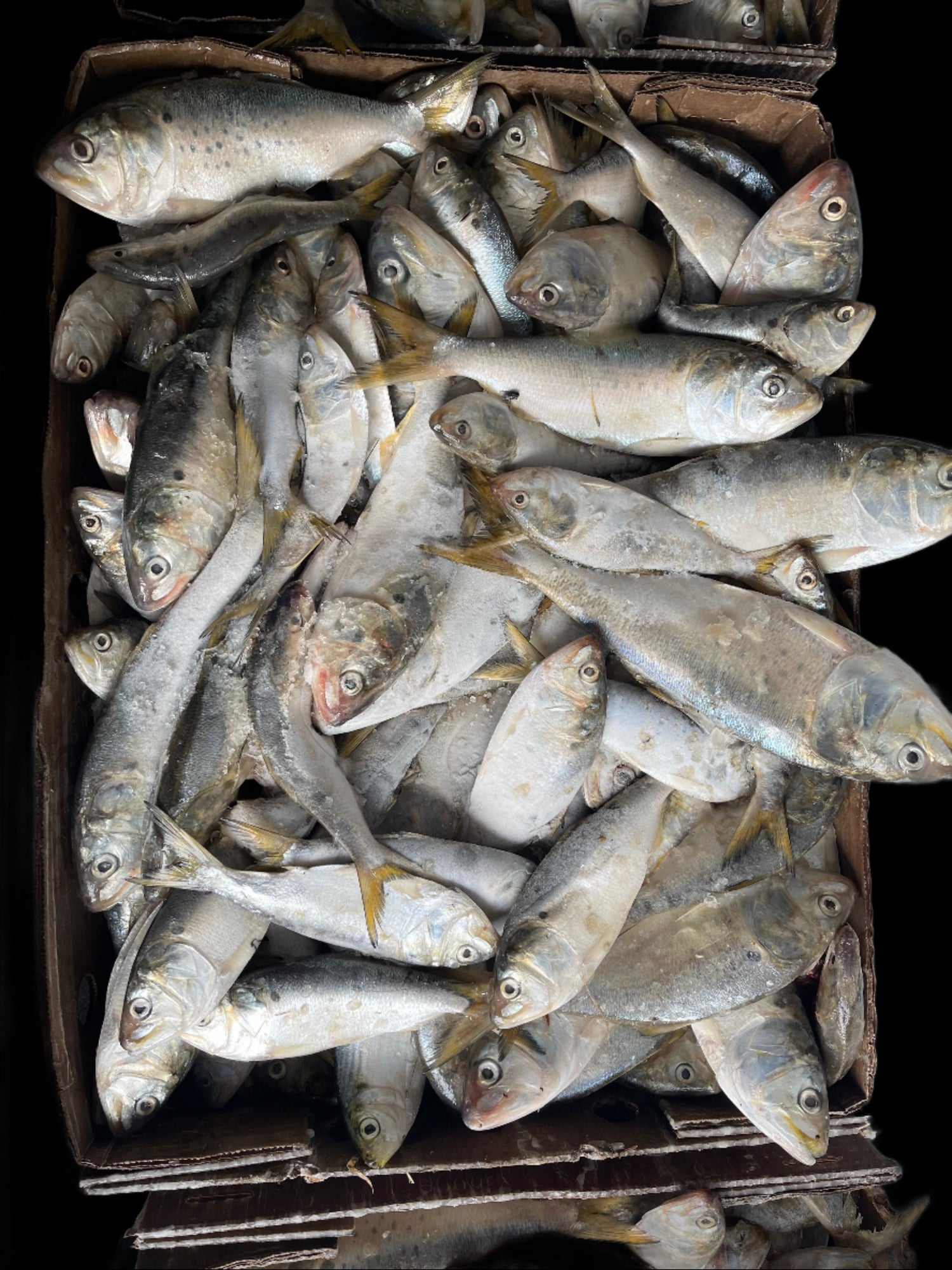 CRABBING BAIT